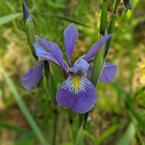 IRIS VERSICOLOR `PURPLE FLAME`