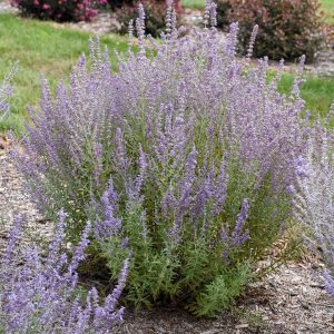 PEROVSKIA ATRIPLICIFOLIA `SAGE ADVICE`