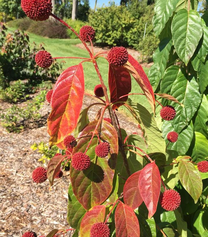 CEPHALANTHUS OCCIDENTALIS `CRIMSON COMETS`