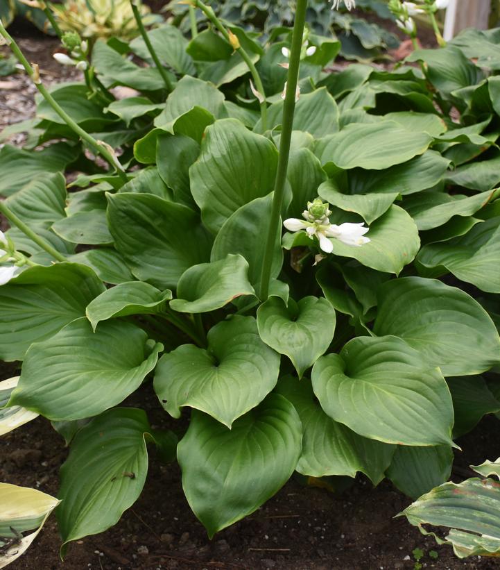 HOSTA `ROYAL CREST`