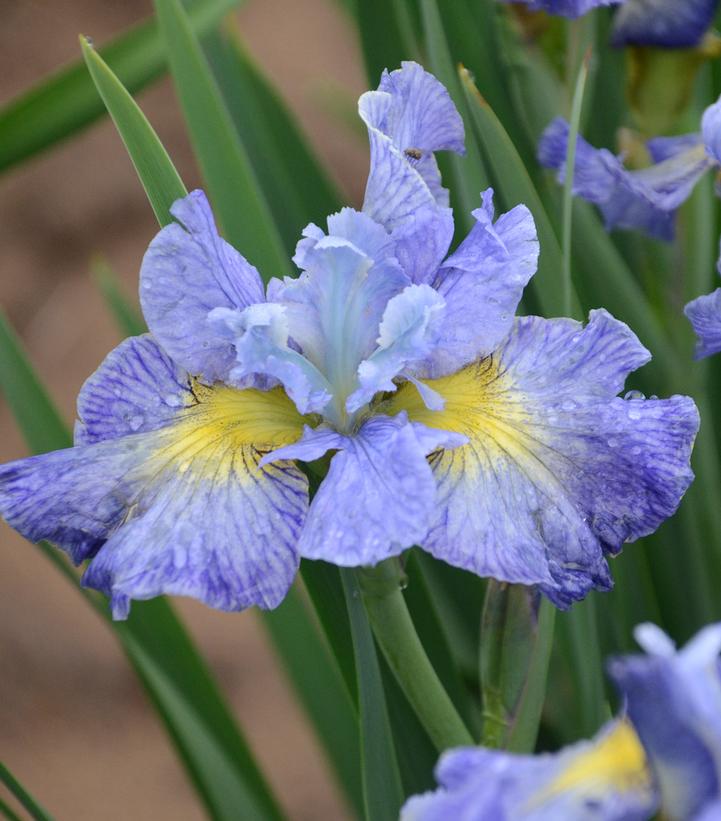 IRIS SIBIRICA `CAPE COD BOYS`