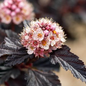 PHYSOCARPUS OP. `FIRESIDE`