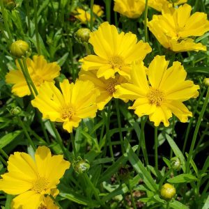 COREOPSIS LI`L BANG `GOLDILOCKS`