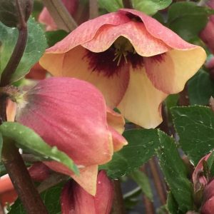 HELLEBORUS HONEYMOON `SANDY SHORES`