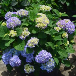 HYDRANGEA M `AZURE SKIES`