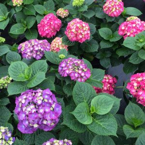 HYDRANGEA M L.D. `BIG BAND`