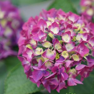 HYDRANGEA M `WEE BIT GIDDY`