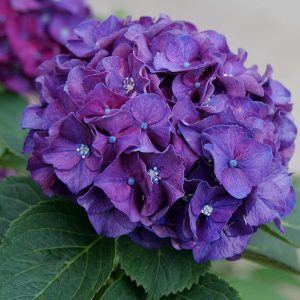 HYDRANGEA M `WEE BIT GRUMPY`