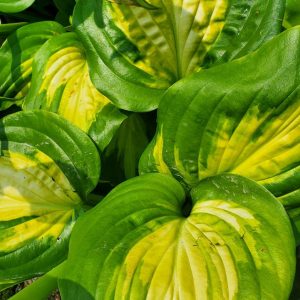 HOSTA `AVOCADO`