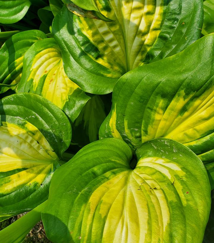 HOSTA `AVOCADO`