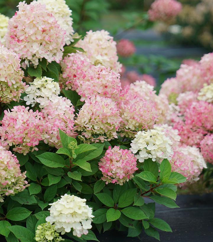 HYDRANGEA PAN. `FIRE LIGHT TIDBIT`