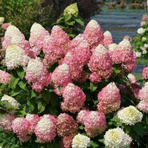 HYDRANGEA PAN. `QUICK FIRE FAB`