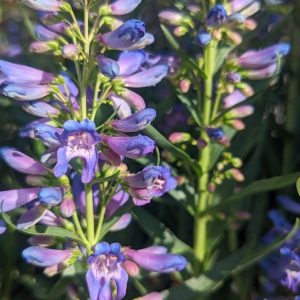 PENSTEMON PRISTINE `BLUE`