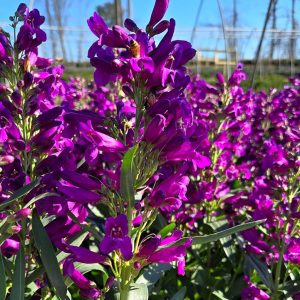 PENSTEMON PRISTINE `LILAC PURPLE`