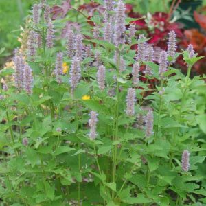 AGASTACHE FOENICULUM
