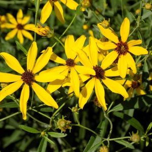 COREOPSIS TRIPTERIS `GOLD STANDARD`