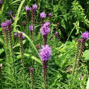 LIATRIS SPICATA