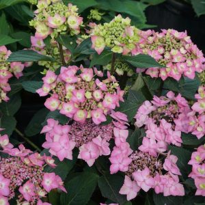 HYDRANGEA M.S. L.D.`CAN DO!`