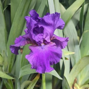 IRIS GERMANICA `HIS ROYAL HIGHNESS` (PURPLE)