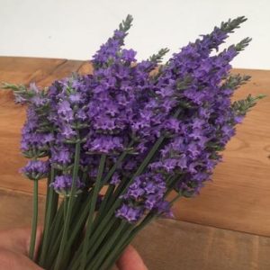 LAVANDULA X INTERMEDIA `SENSATIONAL!r`