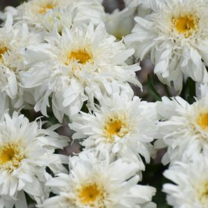 LEUCANTHEMUM AMAZING DAISIES `MARSHMALLOW`