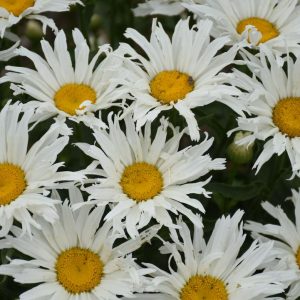 LEUCANTHEMUM AMAZING DAISIES `SPUN SILK`