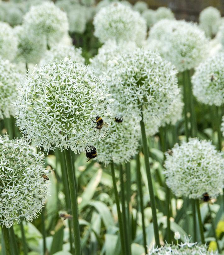 ALLIUM `MOUNT EVEREST`
