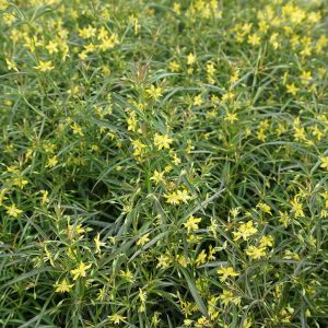 LYSIMACHIA LANCEOLATA `BURGUNDY MIST`