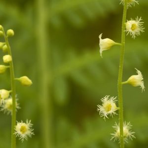 MITELLA DIPHYLLA