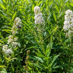 SPIRAEA ALBA VAR. LATIFOLIA