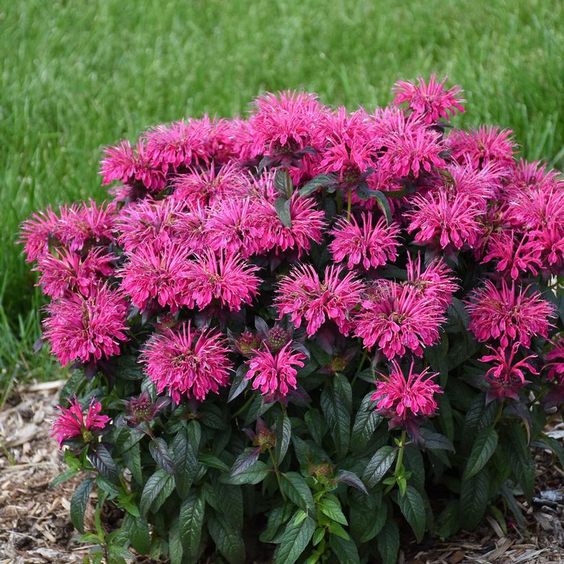 MONARDA SB `BERRY TAFFY`