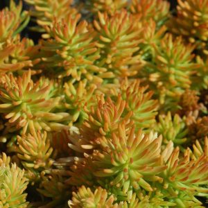 SEDUM `PRIMA ANGELINA`