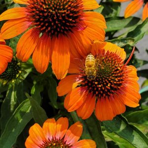 ECHINACEA ARTISAN `SOFT ORANGE`