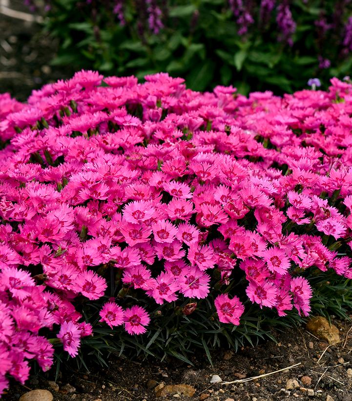 DIANTHUS `PAINT THE TOWN FANCY`