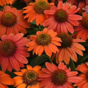 ECHINACEA ARTISAN `RED OMBRE`