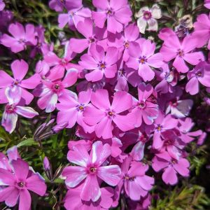 PHLOX SUB. SPRING `PURPLE`
