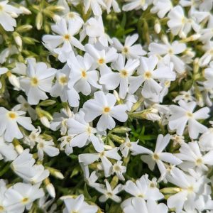 PHLOX SUB. SPRING `WHITE`