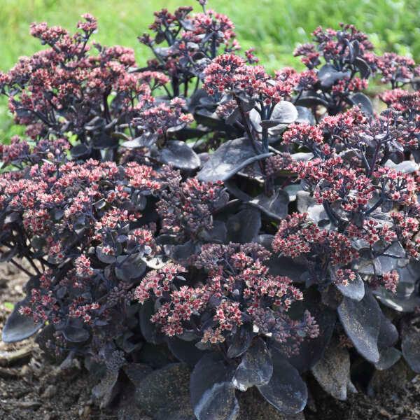 SEDUM ROCK `N GROW `BACK IN BLACK`