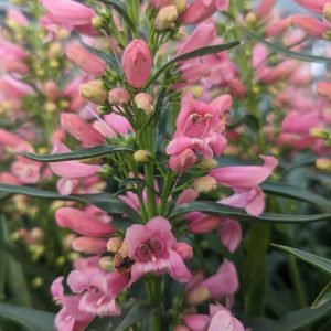 PENSTEMON PRISTINE `PINK`