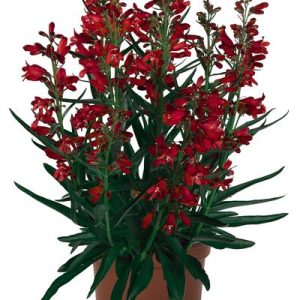 PENSTEMON PRISTINE `SCARLET`