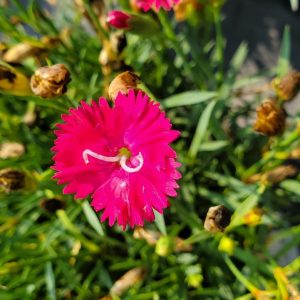DIANTHUS `PAINT THE TOWN RED`