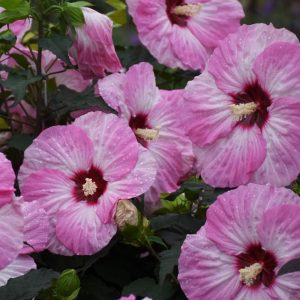 HIBISCUS SUMMERIFIC `SPINDERELLA`