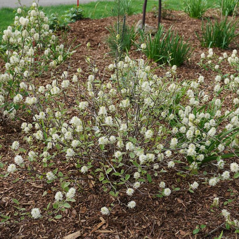 FOTHERGILLA X I. `LEGEND OF THE SMALL`