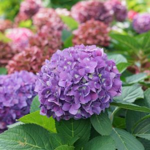 HYDRANGEA M.S. L.D. `ARRIBA`