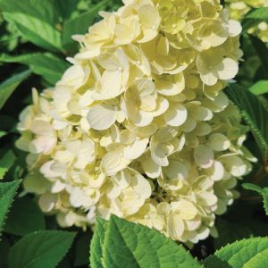 HYDRANGEA PAN. `LITTLE LIME PUNCH`