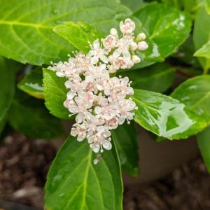 HYDRANGEA X `FAIRYTRAIL BRIDE`