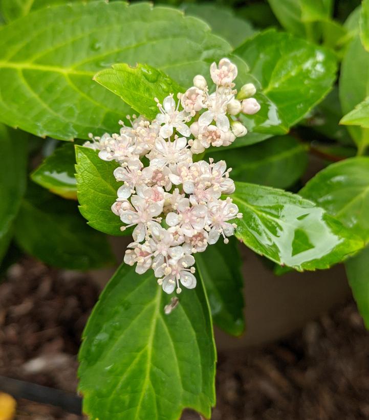 HYDRANGEA X `FAIRYTRAIL BRIDE`