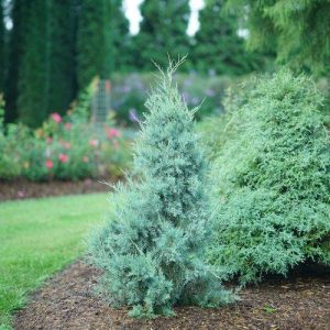 JUNIPERUS VIRGINIANA `AQUAVITA`