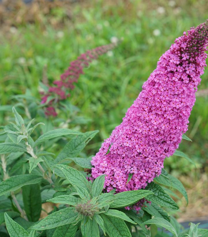 BUDDLEIA PUGSTER `PINKER'