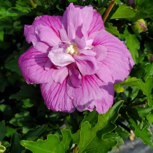 HIBISCUS SYR. `DARK LAVENDER CHIFFON`